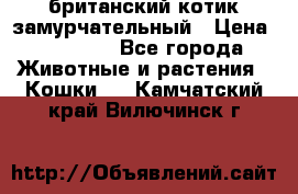 британский котик замурчательный › Цена ­ 12 000 - Все города Животные и растения » Кошки   . Камчатский край,Вилючинск г.